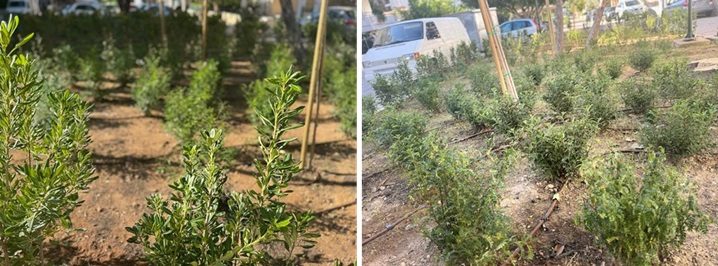 530 νέα φυτά στον πεζόδρομο Αγίου Δημητρίου στον Άλιμο
