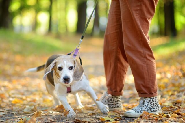 Ανησυχία των κατοικιδίων: Η ψυχολογία του φόβου μετά από αιφνίδιους ήχους Ανησυχία των κατοικιδίων: Η ψυχολογία του φόβου μετά από αιφνίδιους ήχους