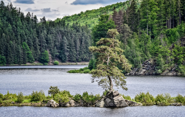 2020_European_Tree_Of_The_Year_Winner-2