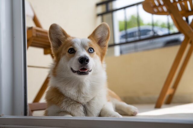 dog-balcony-e1775739927818-1