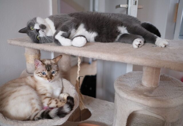 shutterstock_2306415301-e1775650000118-2