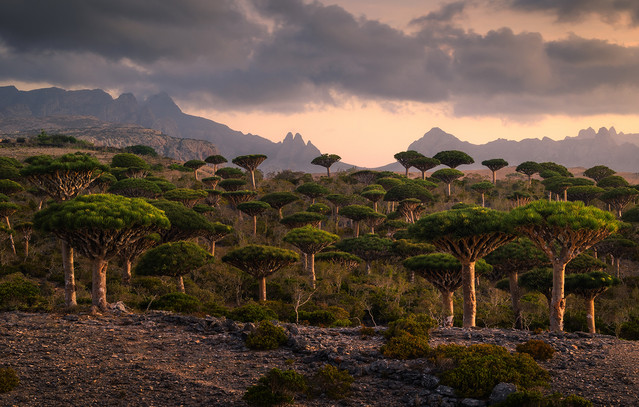 Socotra-Somalia1-4