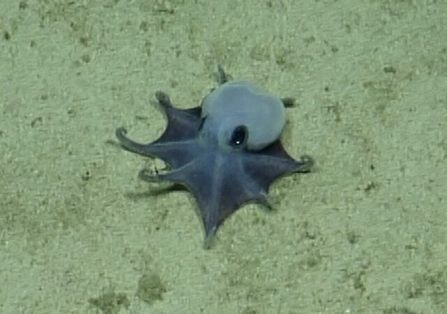 blue-octopus-e1780039368677-1