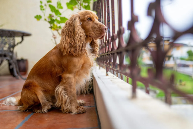 dog-balcony-11-1