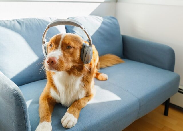 dog-music-1-e1779199685391-1