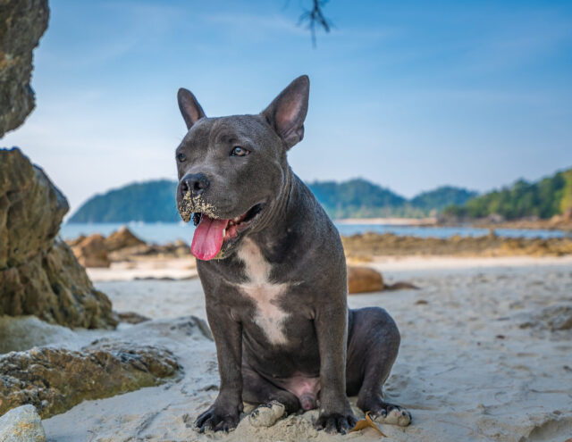 kindynoi_paralia_dog-2