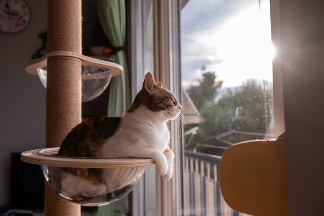 senior-cat-eurolife-scaled-e1779194824721-2048x1367-1