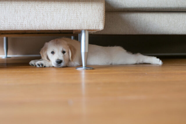 00dogundercouch-3