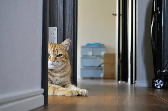 cat_hidding-3
