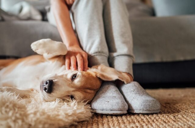 dog-laying-feet1-e1781015711278