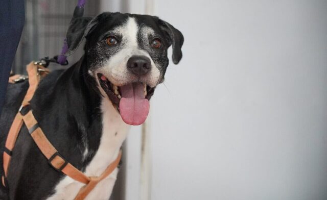 dog-pulls-in-a-house-e1780895934442