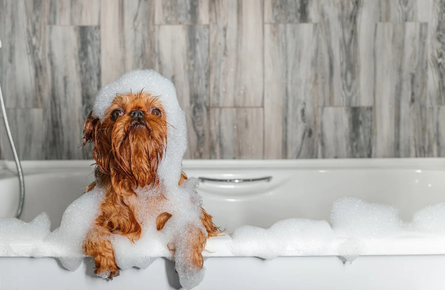 dog-shower-1-1