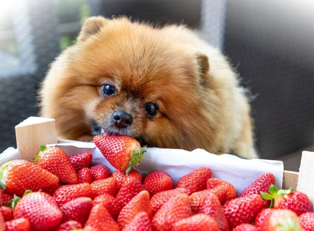 dog_summer_fruits