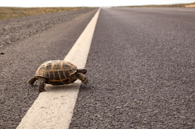 turtle-street-2048x1355-3
