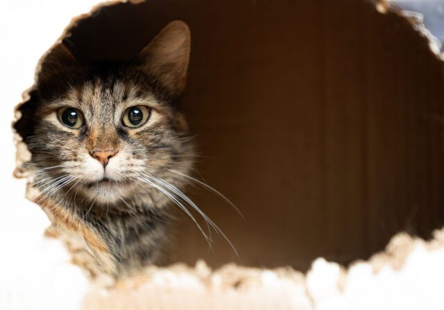 cat-hidding-spots-e1784126053805