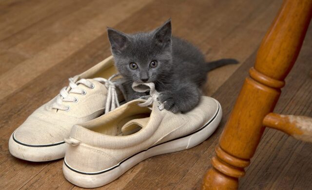 cat-shoes-2-e1784525223862-3