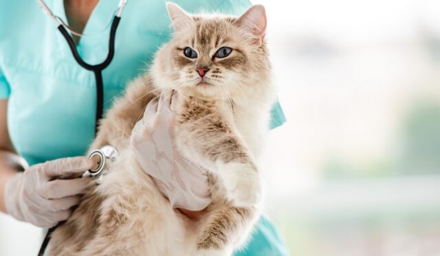 cat-vet-98-e1783945578668