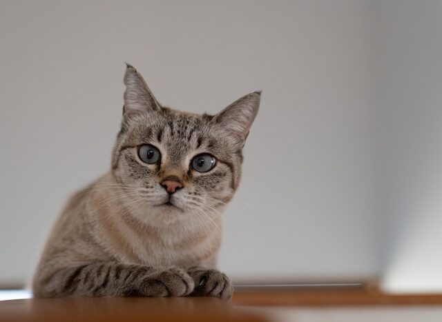 cats_mind