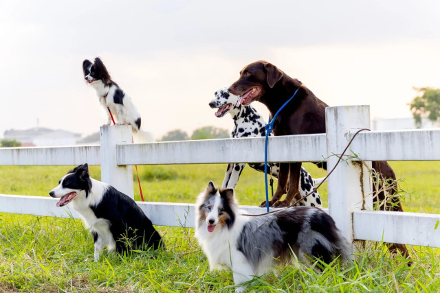 dog-breeds-2048x1365-2