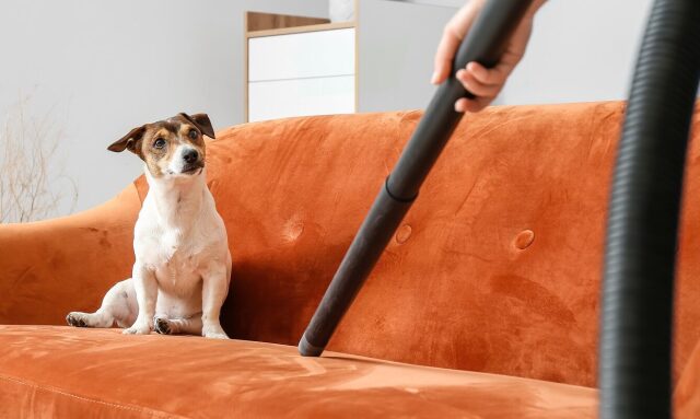 dog-vacuum-eksofilo-e1783431557418