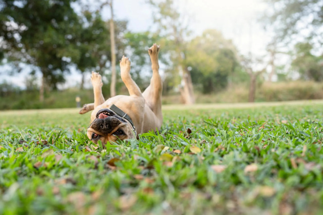 dog_rolling_in_grass