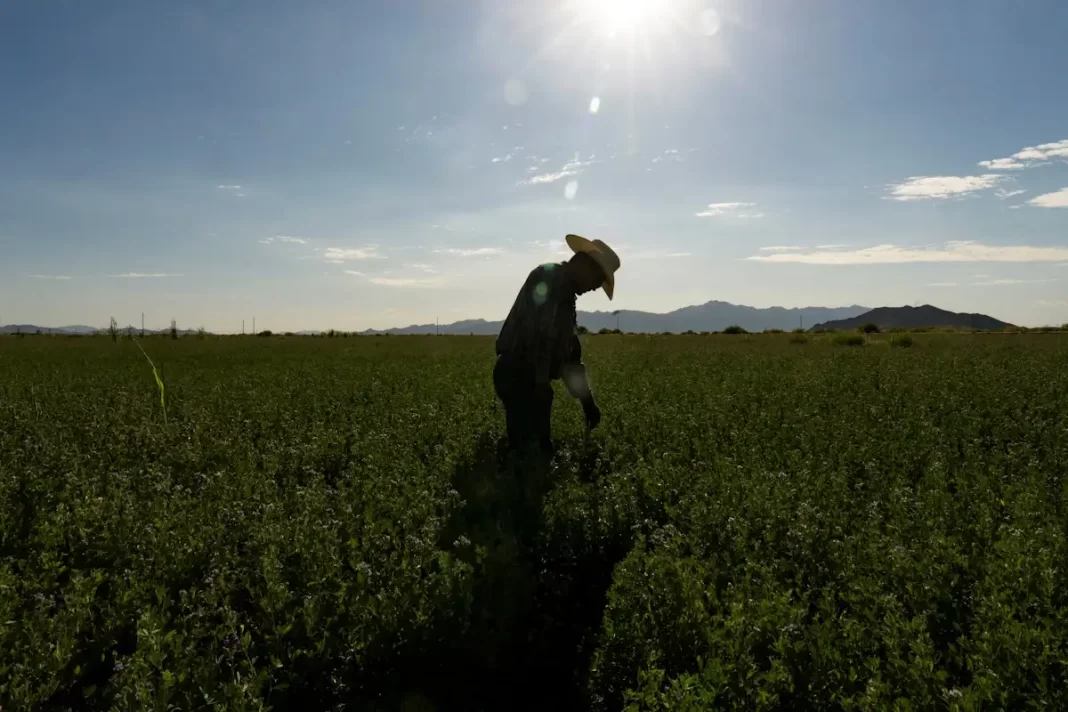 farmer-1