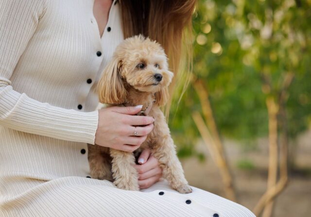 poodle