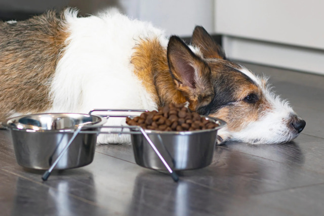 dog-doesnt-eat-2048x1365-5