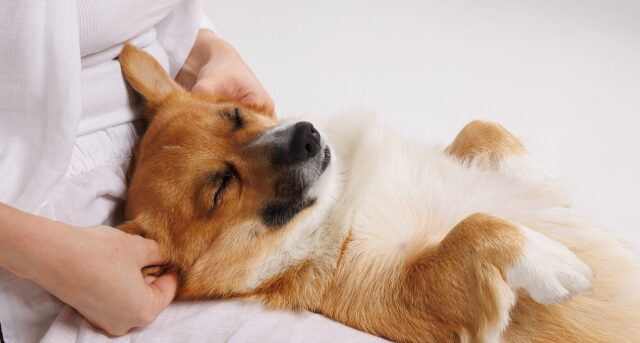 dog-petting-closed-eyes-e1783085654524
