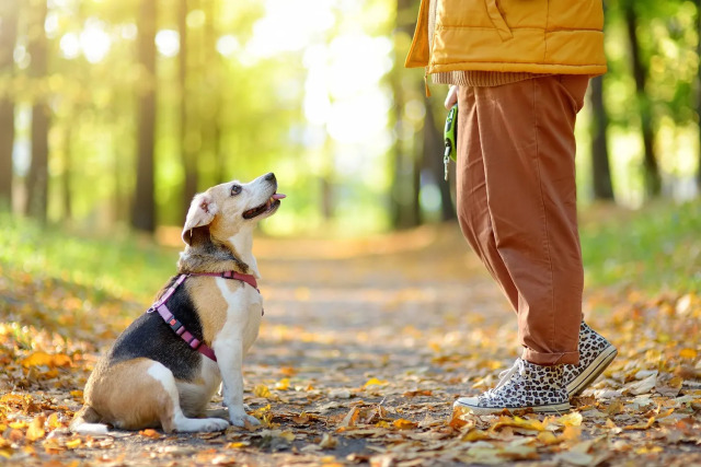dog-training-1-1-4