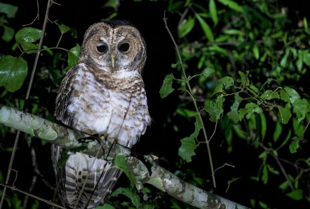owl-e1784720535645-1